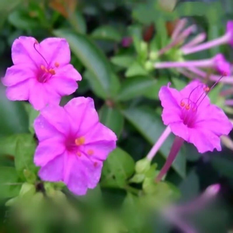 【茉莉花种子】混色茉莉花地雷花种子阳台易种盆栽五彩香茉莉花