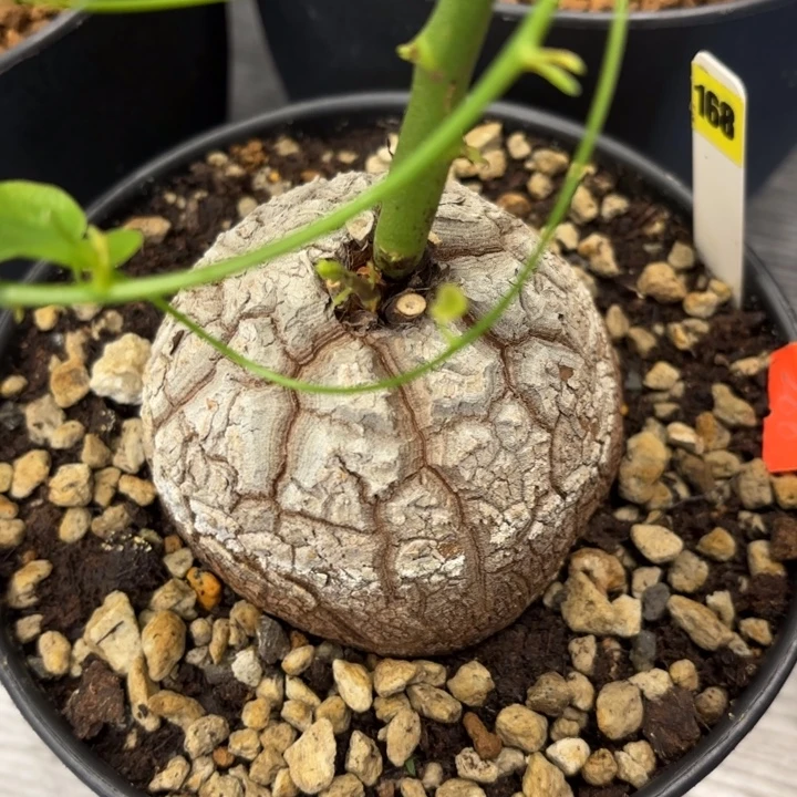 168号龟甲龙带盆包邮不退不换