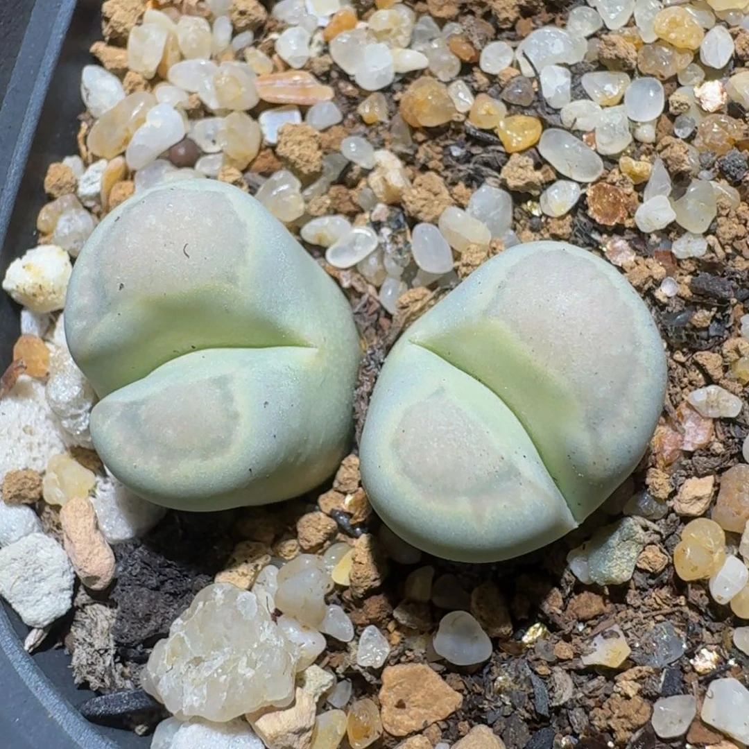 zzzzz精品生石花1063
