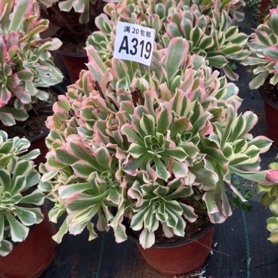 319白凤法师不包断枝