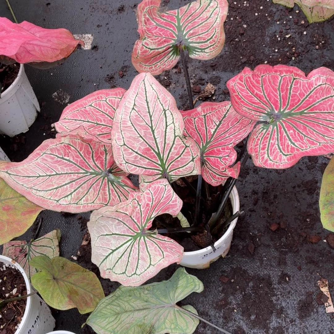 大部分花苞少量开放B210