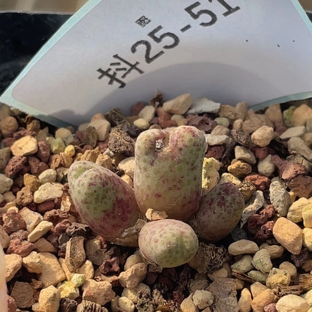 25-51斑马955d多肉植物