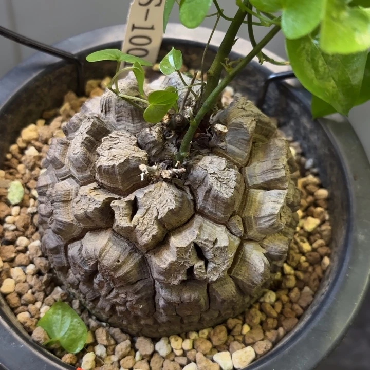日系南非龟甲龙带盆