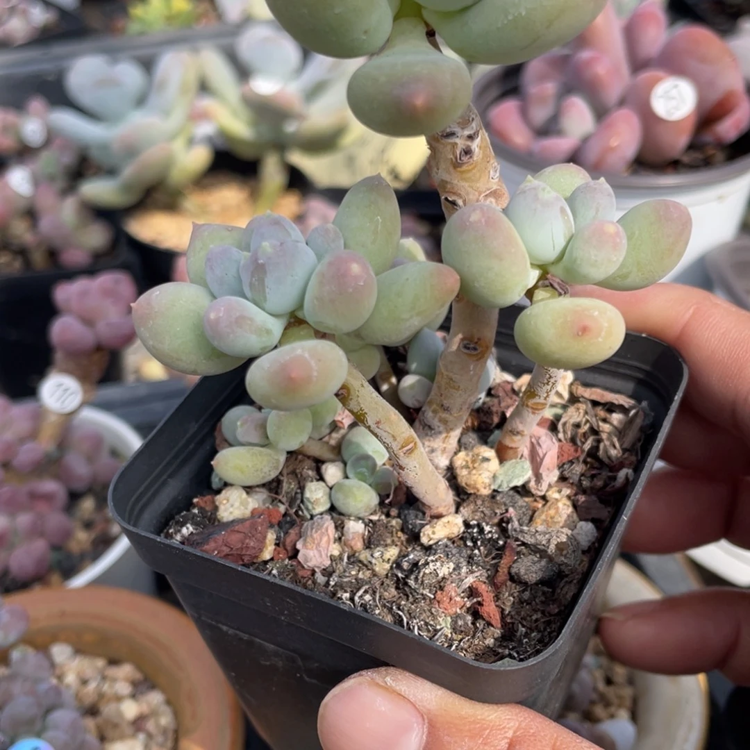 溜溜球老桩多肉植物