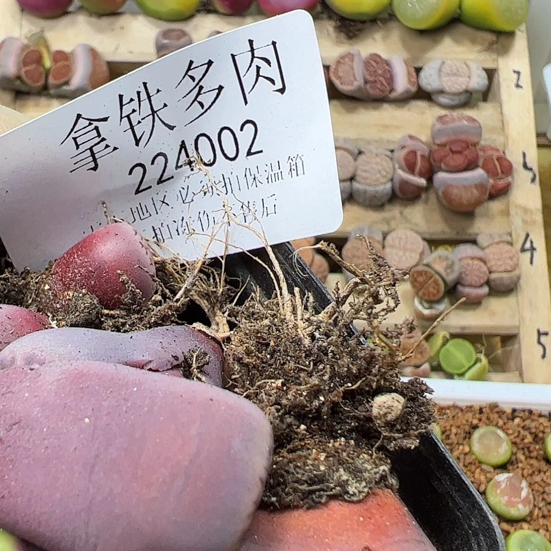 橘*色224002/拿铁多肉植物馆…………