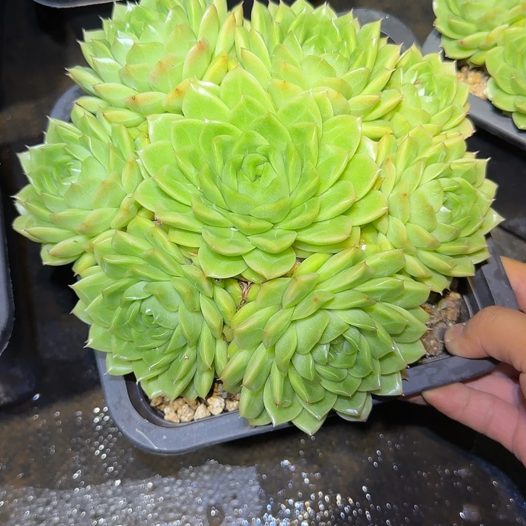 麦秆整无砍老桩群生
