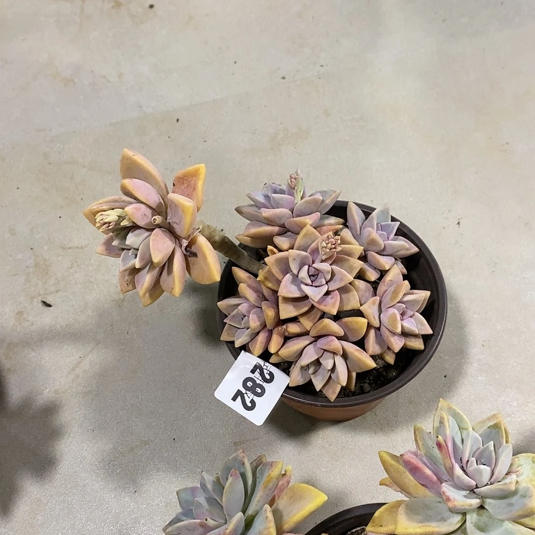燕*282紫雾多肉植物