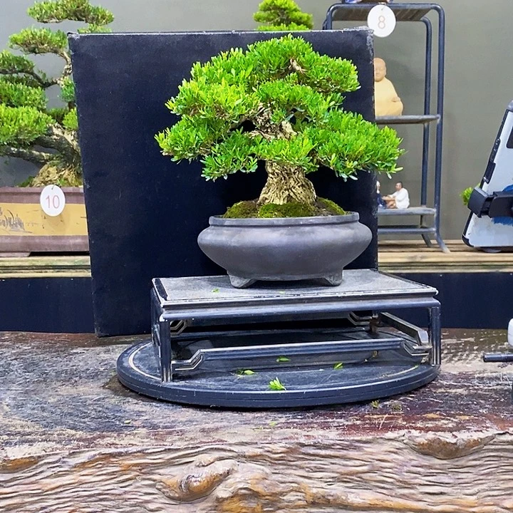 无花朵黄杨盆景四季常青