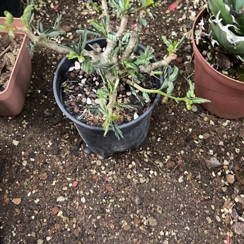 五***民实生沙漠苏木块茎植物