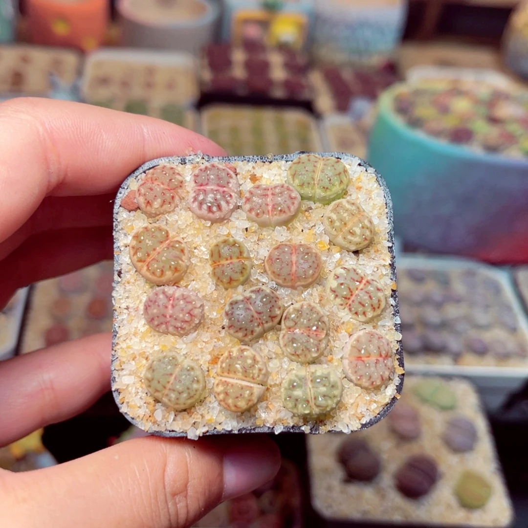 03号带盆包邮发货