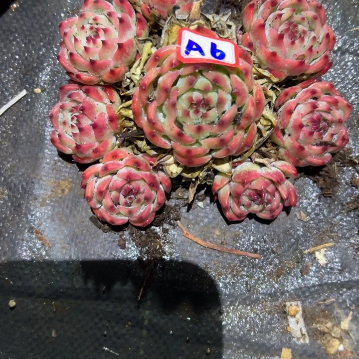 小***怂精品多肉植物老桩