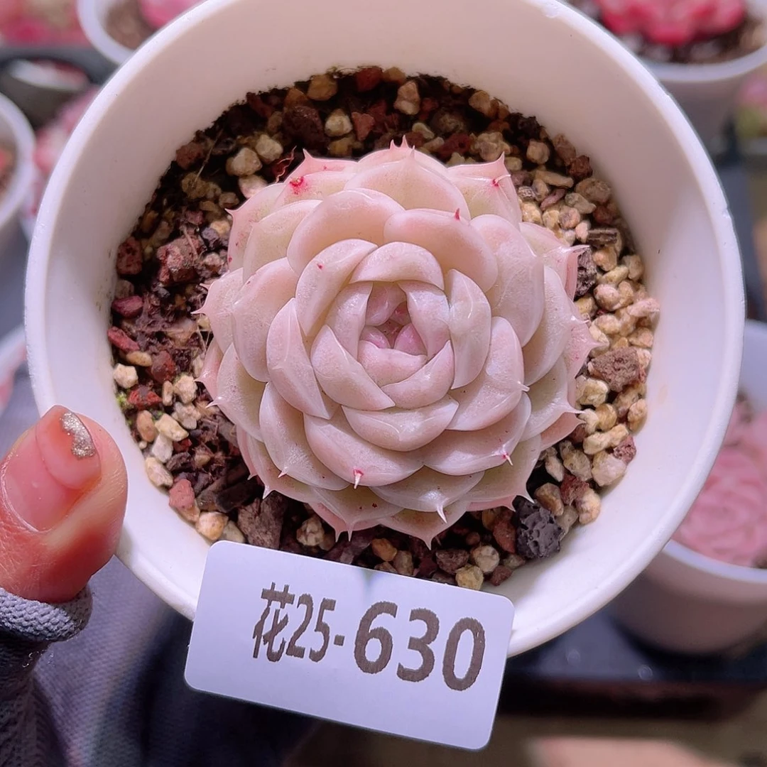 花25-630麦秆单头