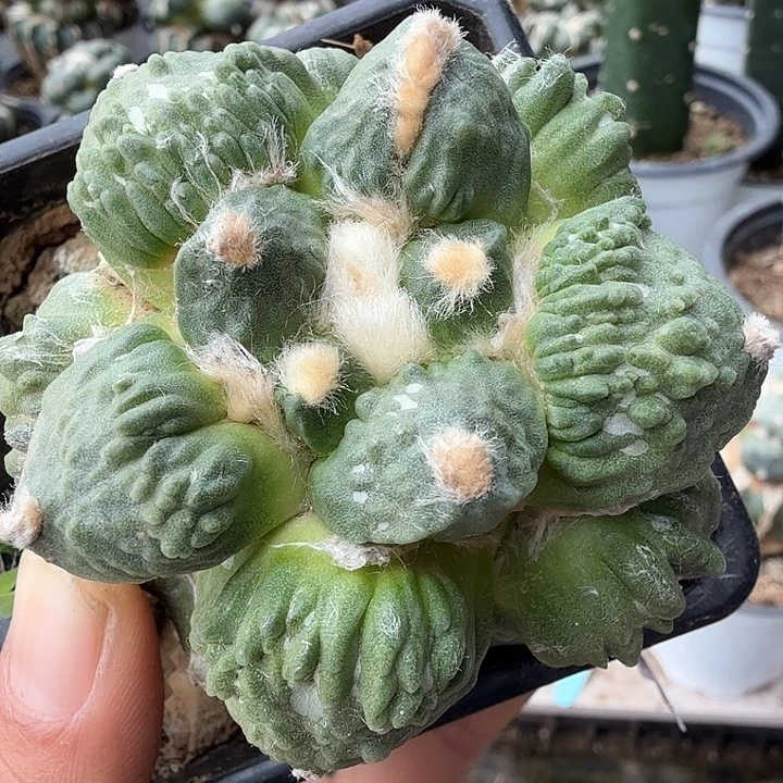 无花朵644栗源怒涛