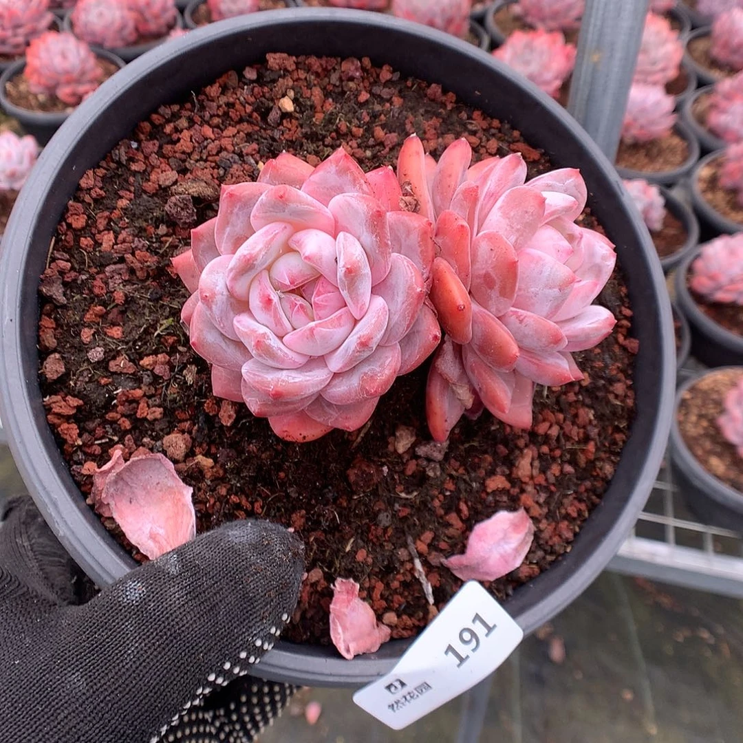 191雪天使多肉植物66