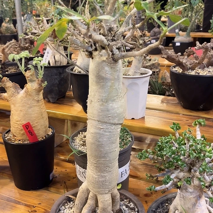 汤圆植物高媚沙枚