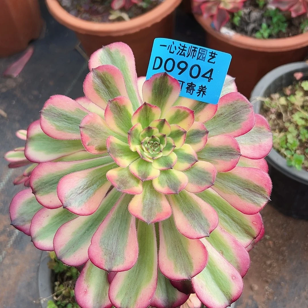 美玲多肉植物904多肉植物