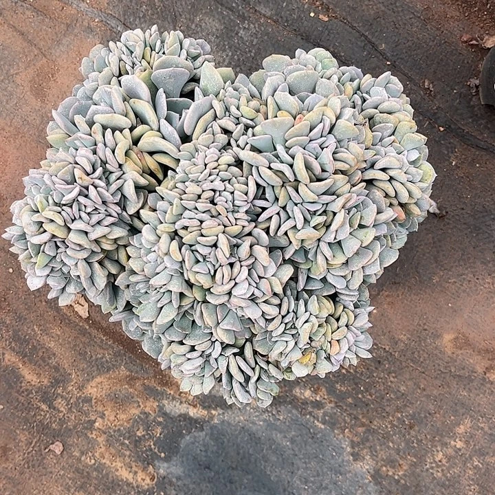 㞮***:雪精灵，一物一拍。