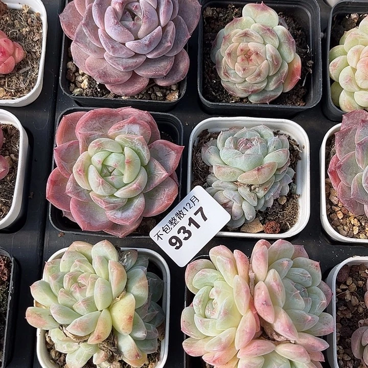 是***呀阿雅园艺。        9317