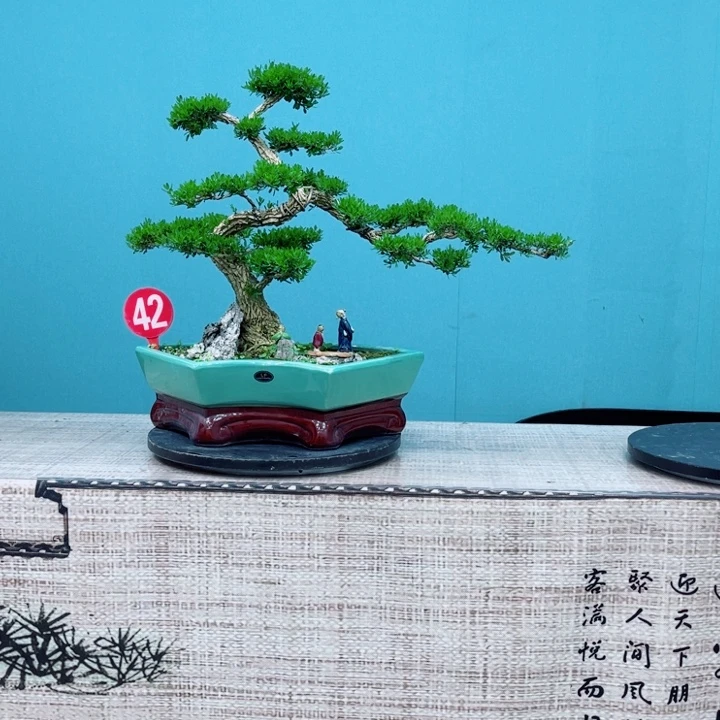 无花朵精品黄杨老桩精品黄杨老桩