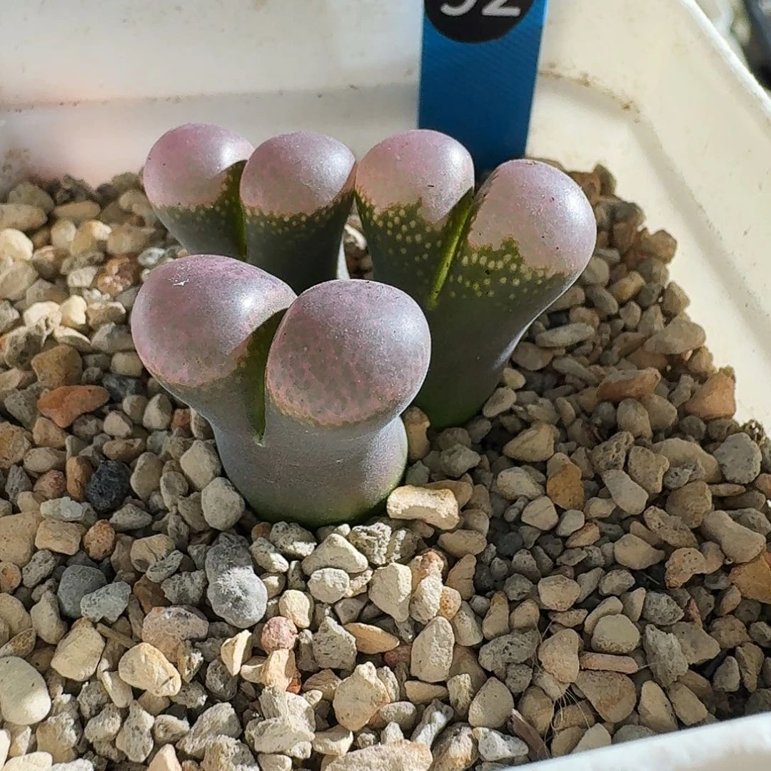 多肉植物福利风铃92