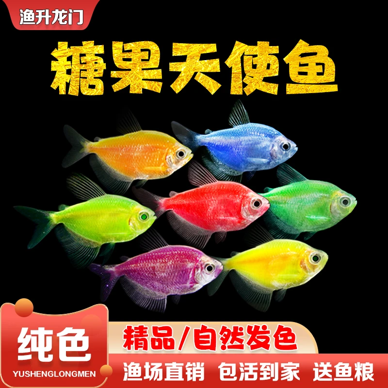 天使活体观赏鱼七彩养鱼好淡水群游荧光绿衣小型冷水鱼观赏鱼批发