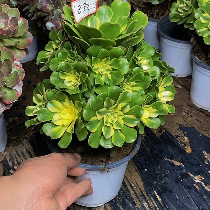 新尼亚老桩捧花832号