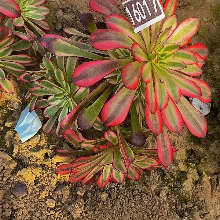 16017号黑铜超白法师