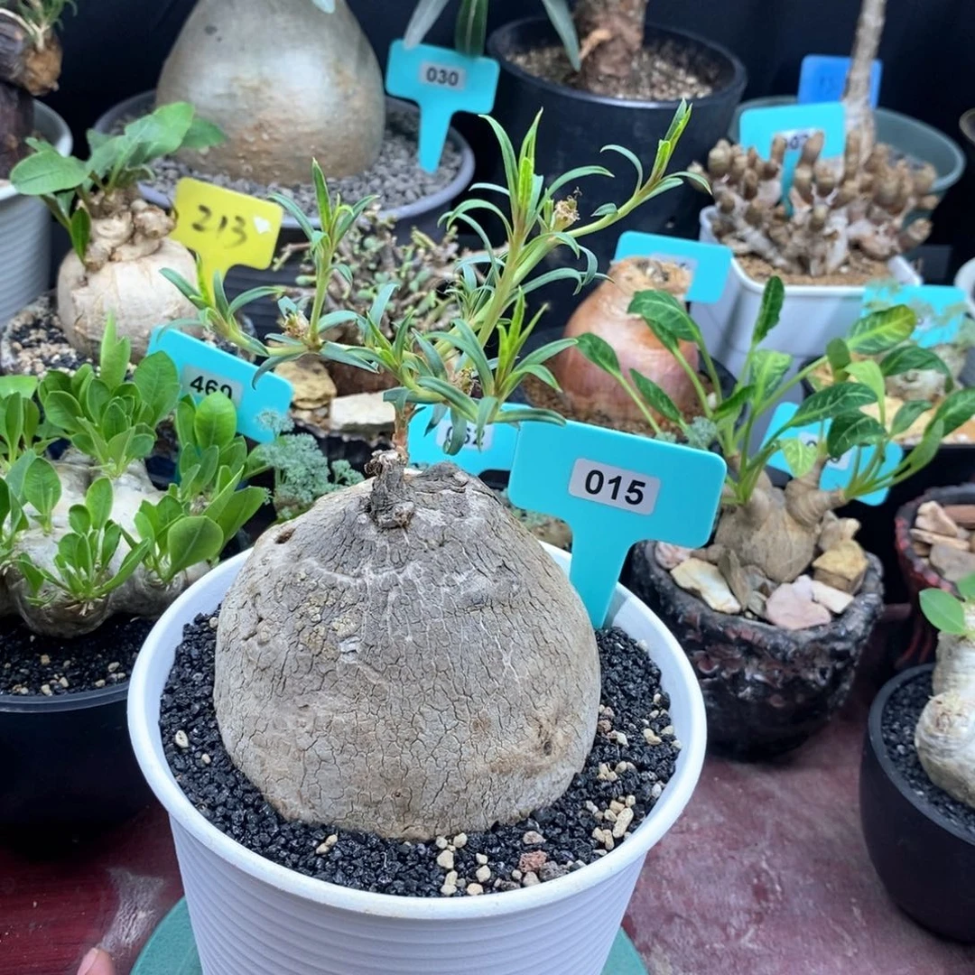 玉龟龙多肉植物一个