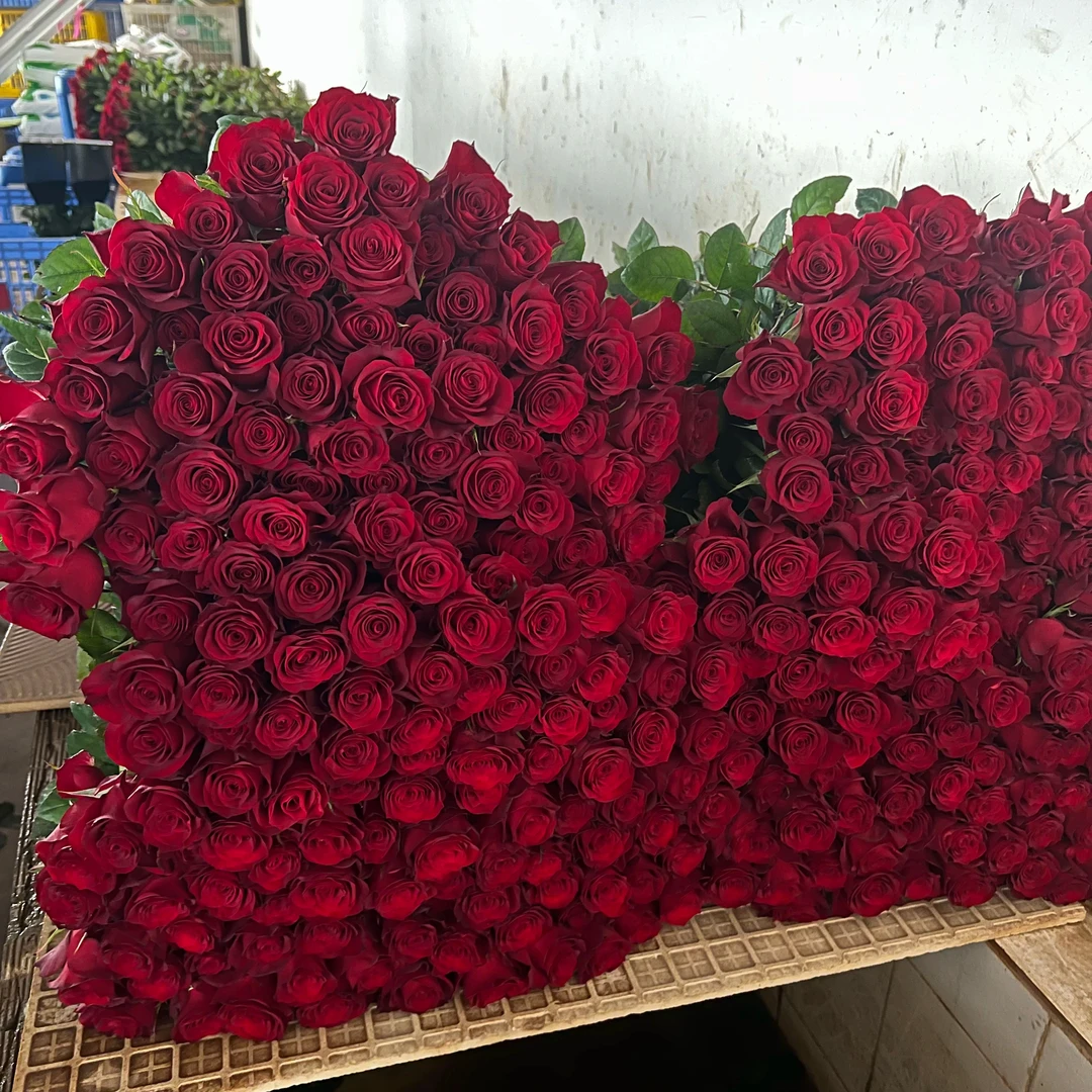 【基地直发】云南高原红红玫瑰鲜花玫瑰花高原红新鲜摆摊鲜花批发