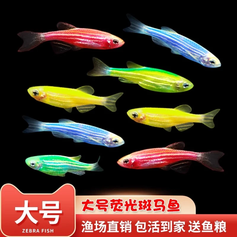 1玩物七彩荧光斑马鱼小型热带灯科鱼淡水观赏鱼好养耐活