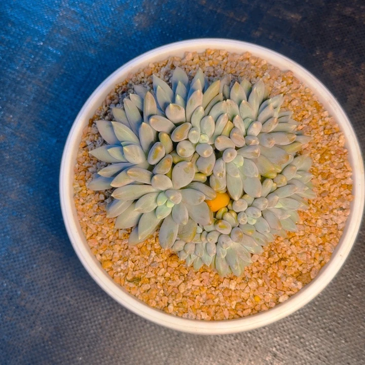 牛奶姐寄养1111111111