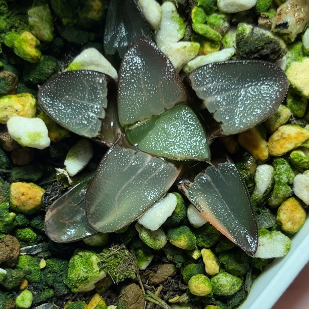 恭喜发财大吉大利0307