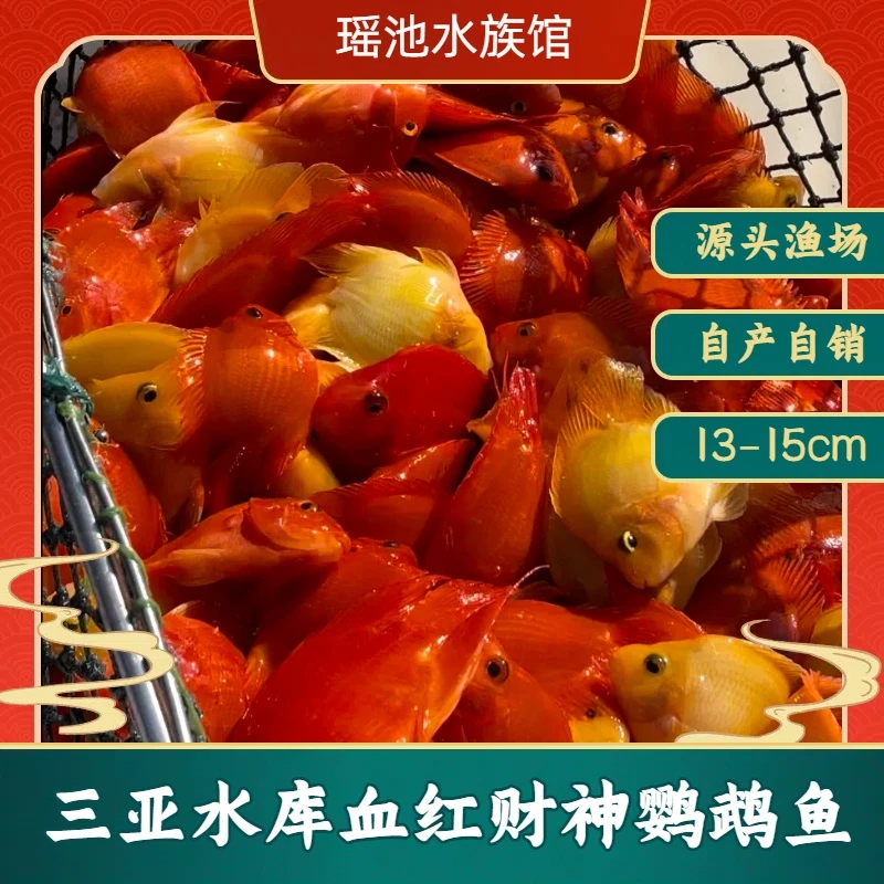 热带观赏鱼套餐财神鱼观赏鱼13-15cm热带鱼红鹦鹉观赏活体鱼活鱼