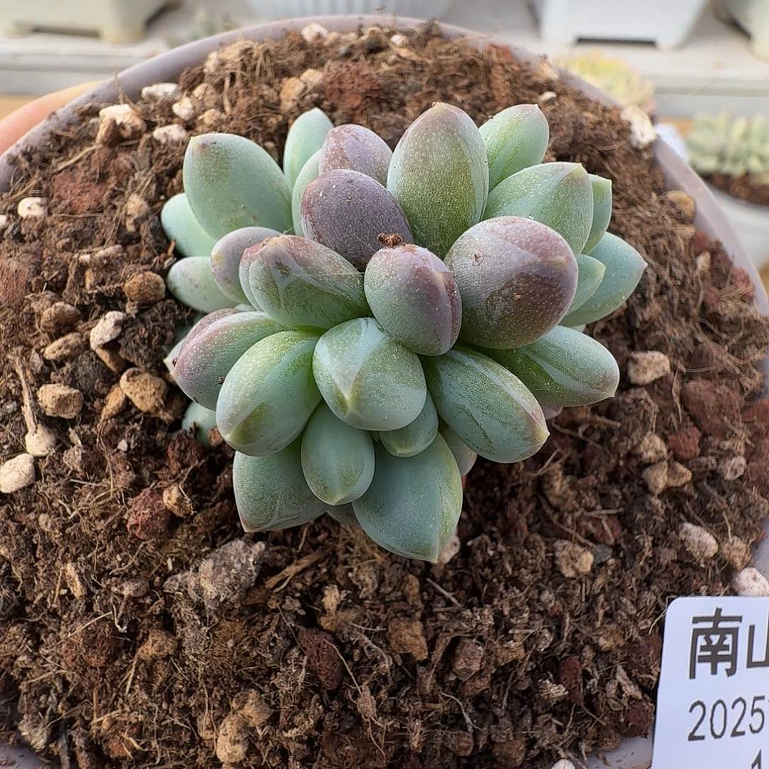 弗莱布11111219-165