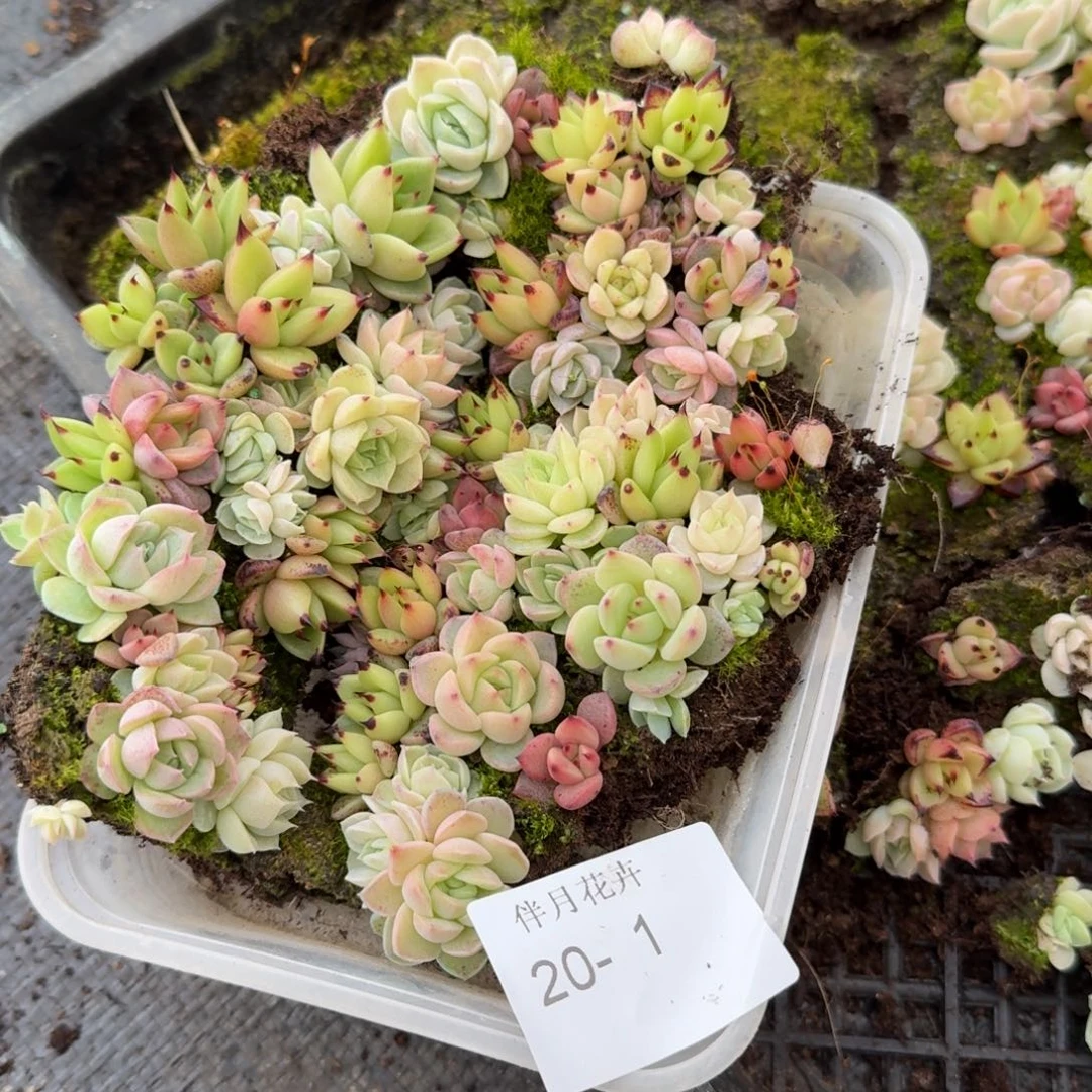 麦秆东云切糕量拍20-1稀疏多给点