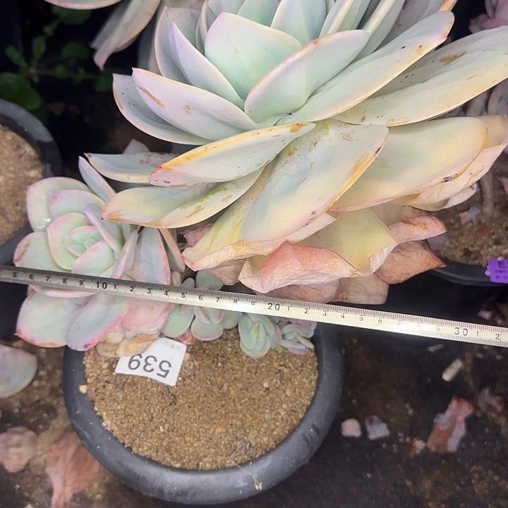 白凤371 多肉植物一物一拍