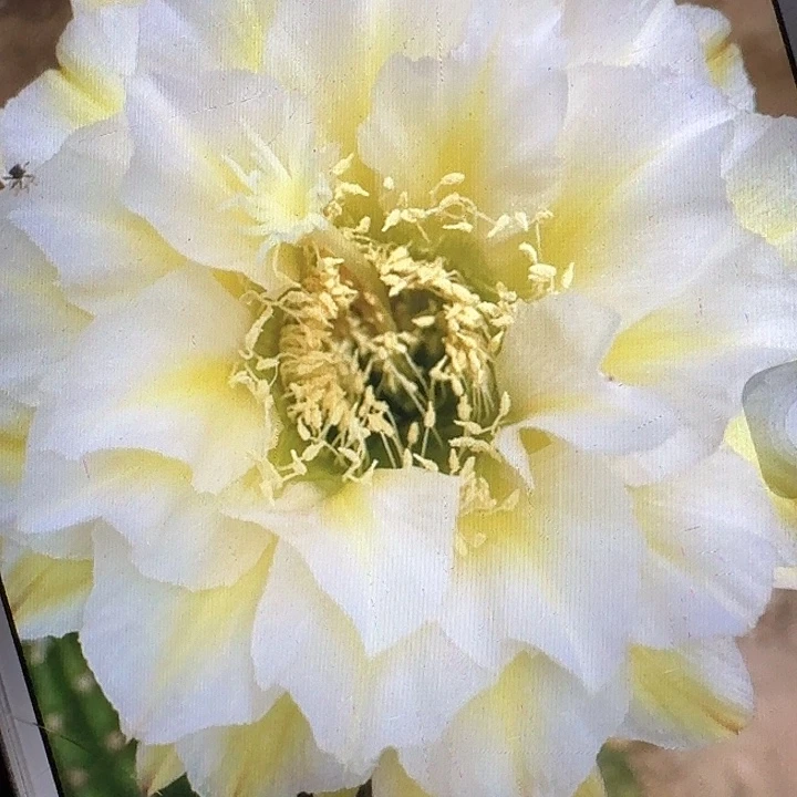 加强六月五侧芽5公分左右毛花柱（20包邮）