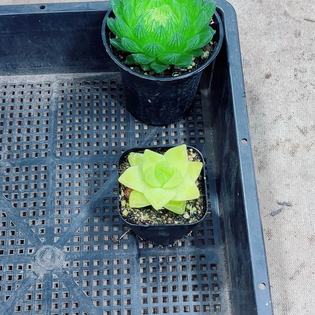 黄金宝莲灯一勿一拍