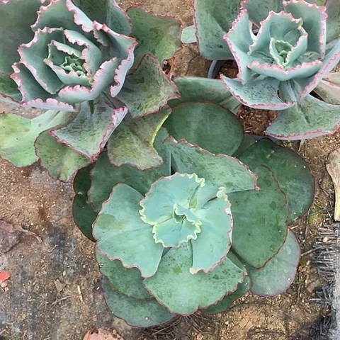 咪***嘟A l包菜系多肉植物3棵