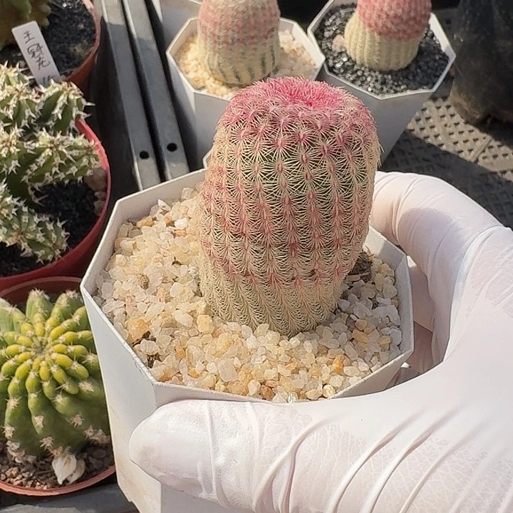 贝*红太阳仙人球仙人球