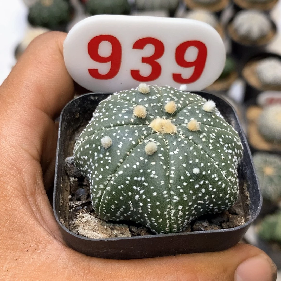 939福利特价咯打车优惠
