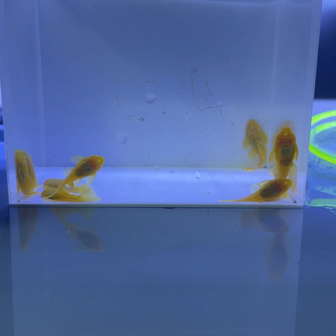 孔雀鱼胡子十条开箱视频报损