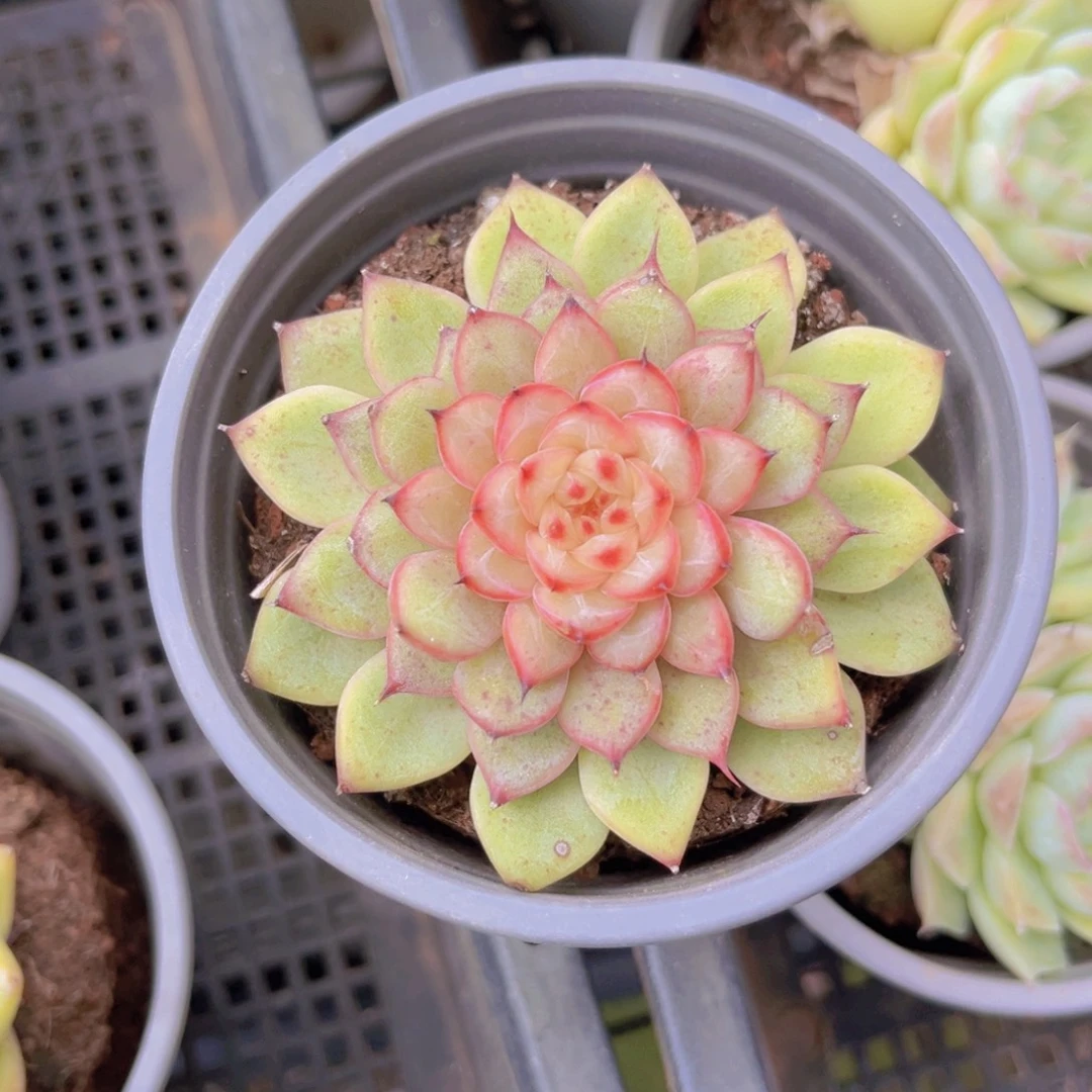 星光珍妮7.5公分999999999