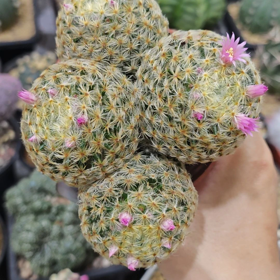 实生根群生明星开粉花