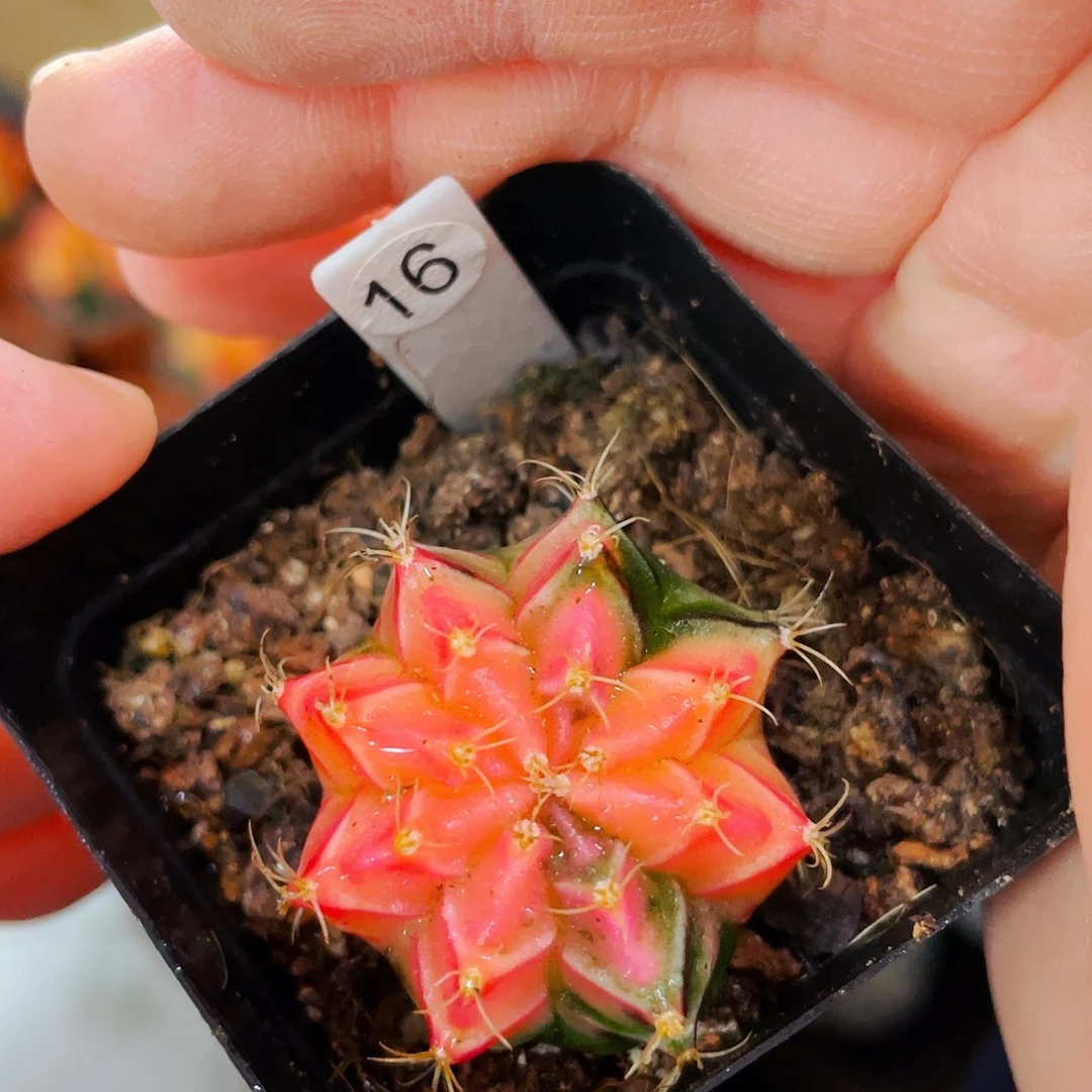 非偏远地区满25包邮仙人球