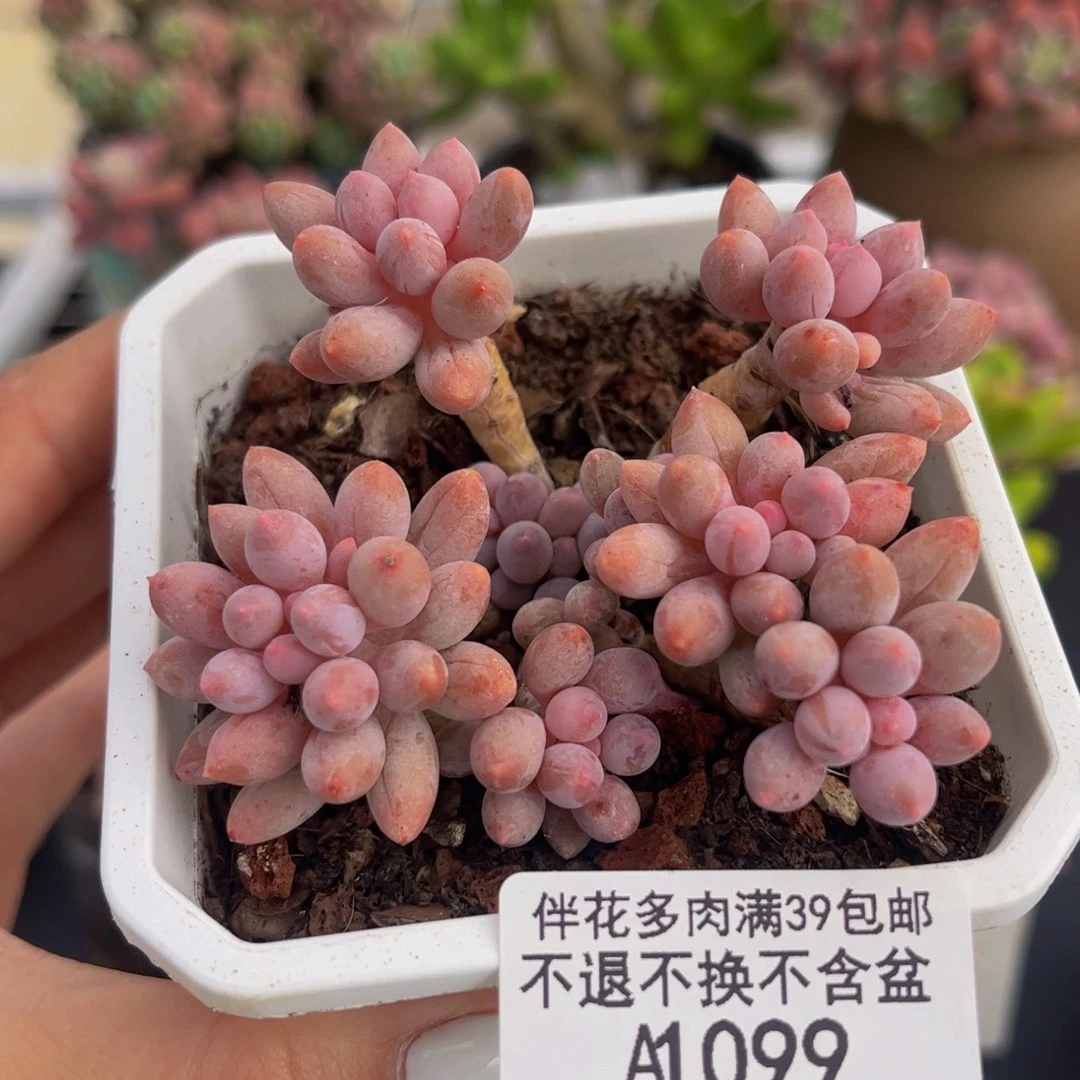 099-婴儿手指多肉6cm