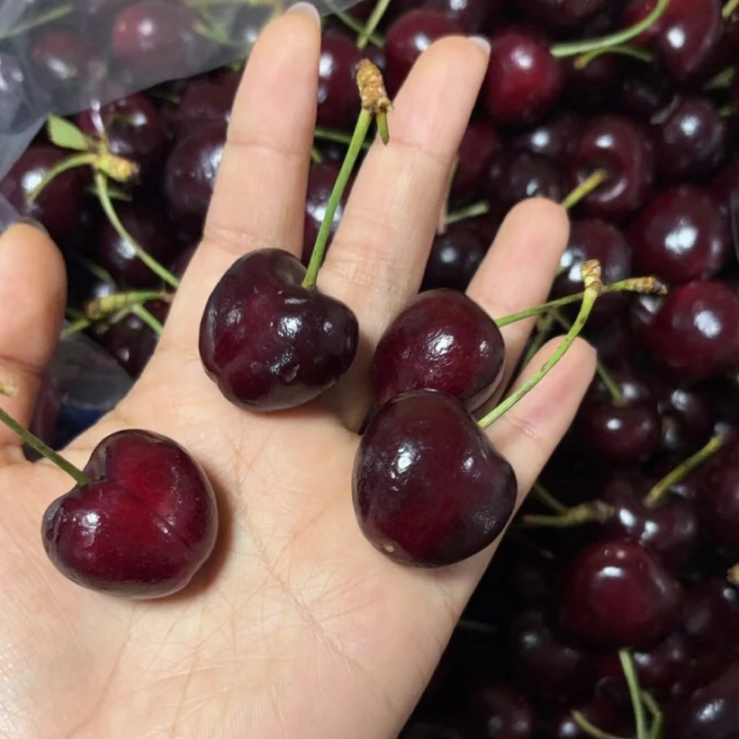 J-海运桑提娜车厘子/斤 脆甜多汁智利