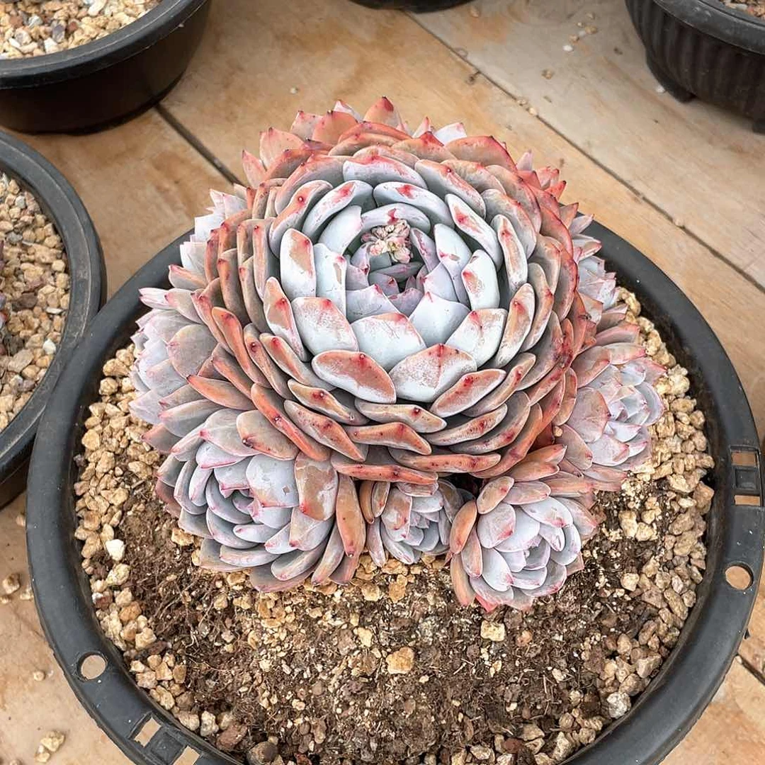 七**安多肉植物多肉植物