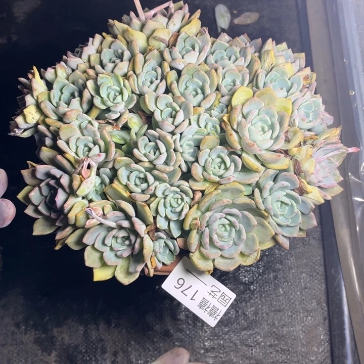 @*妹176千山雪多肉植物