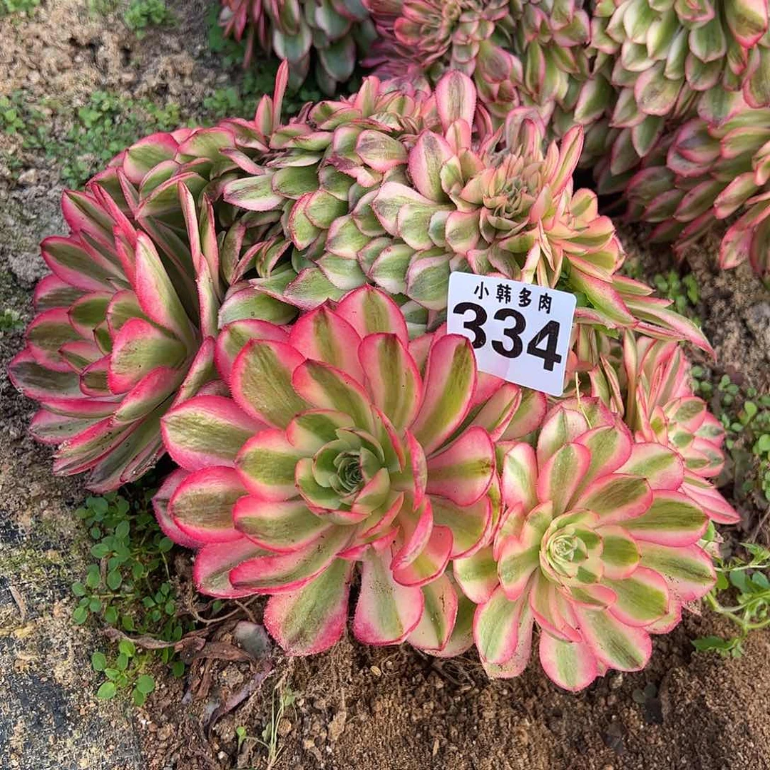 334倾城缀化法师一颗